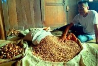Lesu, harga jual Kapulaga dan buah pinang di Kecamatan Idanotae belum juga naik setelah sempat di harga Rp250 ribu perkilogram. HEZISOKHI LAROSA/BALUSENIAS.COM