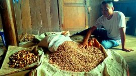 Lesu, harga jual Kapulaga dan buah pinang di Kecamatan Idanotae belum juga naik setelah sempat di harga Rp250 ribu perkilogram. HEZISOKHI LAROSA/BALUSENIAS.COM