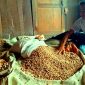 Lesu, harga jual Kapulaga dan buah pinang di Kecamatan Idanotae belum juga naik setelah sempat di harga Rp250 ribu perkilogram. HEZISOKHI LAROSA/BALUSENIAS.COM