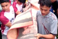 Jenazah FG, 64 tahun, yang meninggal akibat tertimpa dahan, dievakuasi oleh warga setempat. HUMAS POLRES NIAS/BALUSENIAS.COM