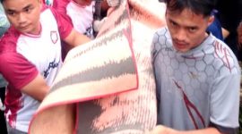 Jenazah FG, 64 tahun, yang meninggal akibat tertimpa dahan, dievakuasi oleh warga setempat. HUMAS POLRES NIAS/BALUSENIAS.COM