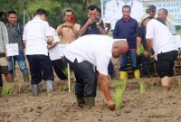 Bupati Nias Utara, Amizaro Waruwu, turut menanam benih padi di persawahan Desa Banua Gea, Kecamatan Tuhemberua pada Rabu, 23 April 2025. ISTIMEWA/BALUSENIAS.COM