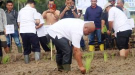 Bupati Nias Utara, Amizaro Waruwu, turut menanam benih padi di persawahan Desa Banua Gea, Kecamatan Tuhemberua pada Rabu, 23 April 2025. ISTIMEWA/BALUSENIAS.COM