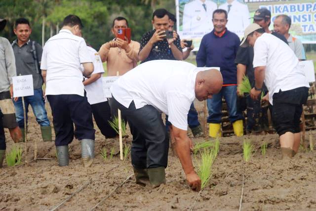 Bupati Nias Utara, Amizaro Waruwu, turut menanam benih padi di persawahan Desa Banua Gea, Kecamatan Tuhemberua pada Rabu, 23 April 2025. ISTIMEWA/BALUSENIAS.COM