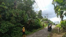 Tim Perintisan PLN UP3 ULP Gunungsitoli sedang membersihkan jalur pasokan listrik di Desa Sisobahili, Kecamatan Hiliduho, Kabupaten Nias pada Kamis, 5 Juni 22025. AVRIL LAOLI/BALUSENIAS.COM