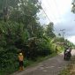 Tim Perintisan PLN UP3 ULP Gunungsitoli sedang membersihkan jalur pasokan listrik di Desa Sisobahili, Kecamatan Hiliduho, Kabupaten Nias pada Kamis, 5 Juni 22025. AVRIL LAOLI/BALUSENIAS.COM
