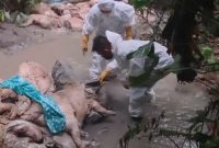 Penemuan bangkai babi yang mencapai 25 ekor di bawah jembatan Desa Lasara Sowu, Kecamatan Gunungsitoli Utara pada Selasa, 6 Oktober 2025. PEMKO GUNUNGSITOLI/BALUSENIAS.COM  