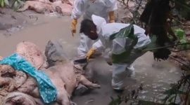 Penemuan bangkai babi yang mencapai 25 ekor di bawah jembatan Desa Lasara Sowu, Kecamatan Gunungsitoli Utara pada Selasa, 6 Oktober 2025. PEMKO GUNUNGSITOLI/BALUSENIAS.COM  