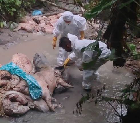 foto slider headline