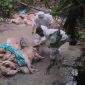 Penemuan bangkai babi yang mencapai 25 ekor di bawah jembatan Desa Lasara Sowu, Kecamatan Gunungsitoli Utara pada Selasa, 6 Oktober 2025. PEMKO GUNUNGSITOLI/BALUSENIAS.COM  